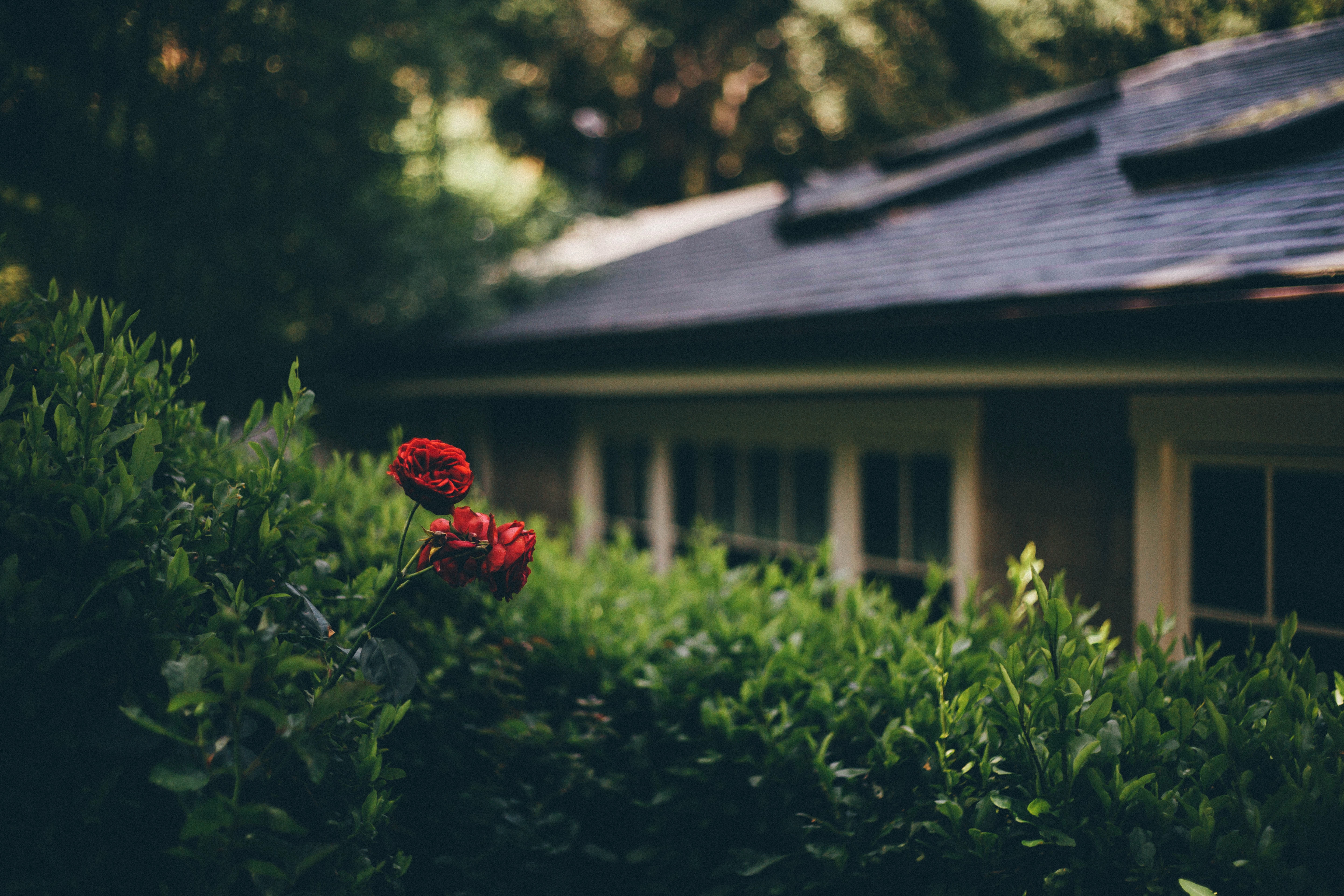 Sarasota roof repair